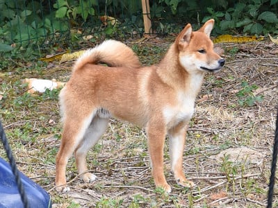 Les chiots de Shiba