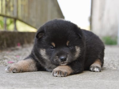 mâle noir et feu - Shiba