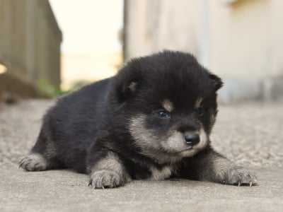 mâle noir et feu - Shiba