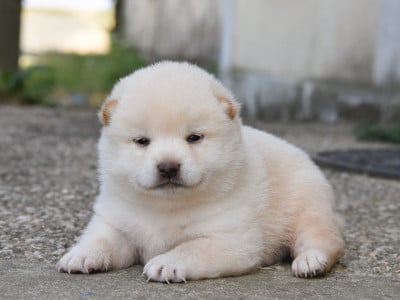 mâle blanc crème - Shiba
