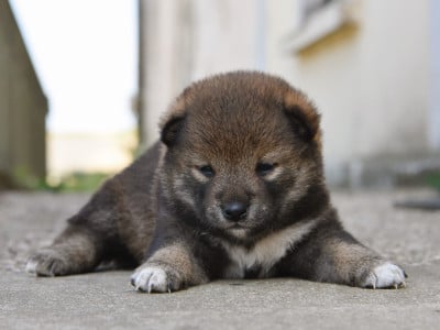 femelle sésame noire - Shiba