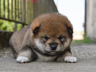 Les chiots de Shiba