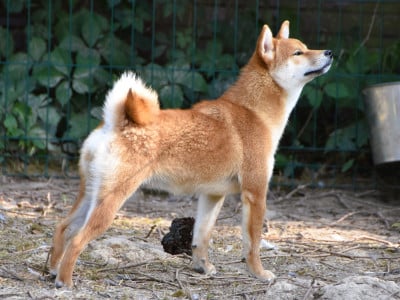 Les chiots de Shiba