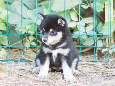 Les chiots de Shiba