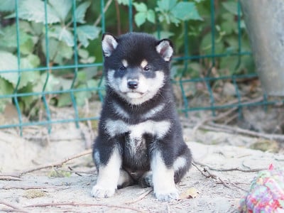 Les chiots de Shiba
