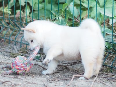 Les chiots de Shiba