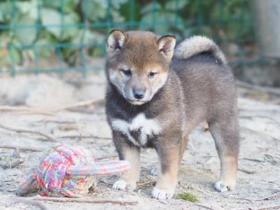 Les chiots de Shiba