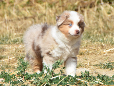 Les chiots de Berger Américain Miniature 
