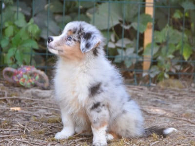 Les chiots de Berger Américain Miniature 