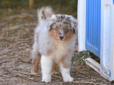 Les chiots de Berger Américain Miniature 