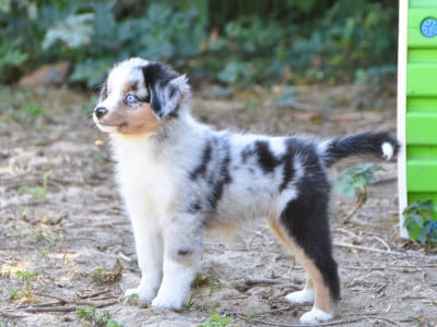 Les chiots de Berger Américain Miniature 