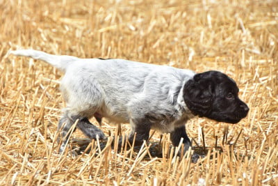 Les chiots de Petit Epagneul de Münster