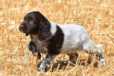 Les chiots de Petit Epagneul de Münster