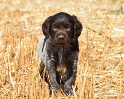 Les chiots de Petit Epagneul de Münster