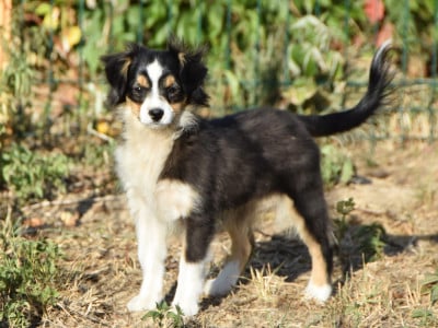 Les chiots de Berger Américain Miniature 