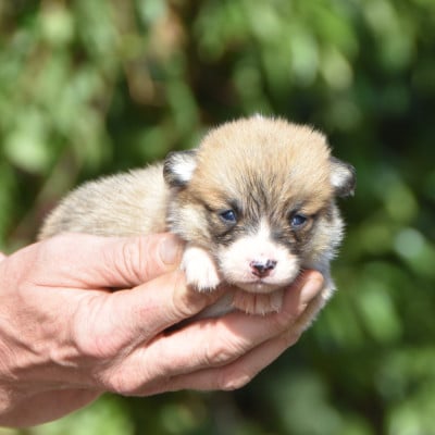 Les chiots de Welsh Corgi Pembroke