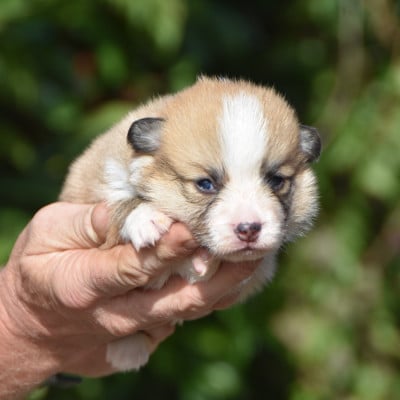 Les chiots de Welsh Corgi Pembroke