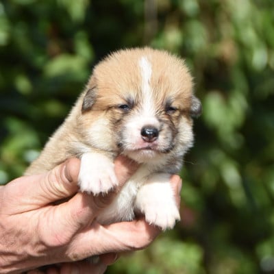 Les chiots de Welsh Corgi Pembroke