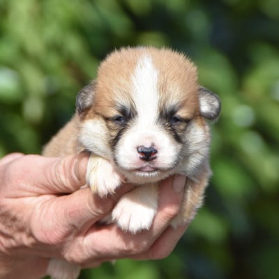 Les chiots de Welsh Corgi Pembroke
