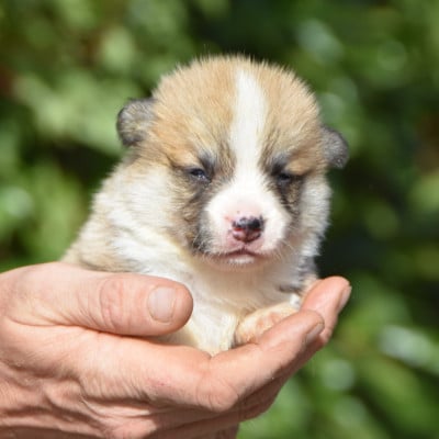 Les chiots de Welsh Corgi Pembroke