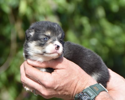 Les chiots de Welsh Corgi Pembroke