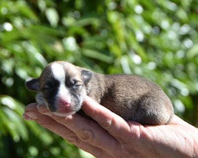 Les chiots de Welsh Corgi Pembroke