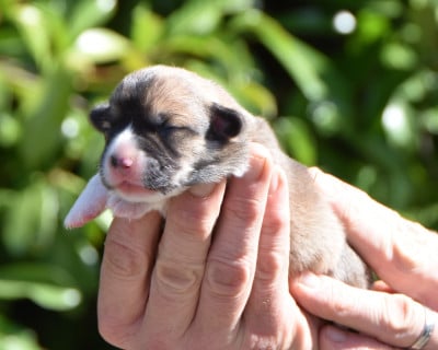 Les chiots de Welsh Corgi Pembroke