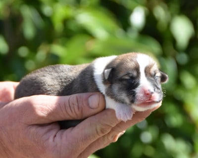 Les chiots de Welsh Corgi Pembroke