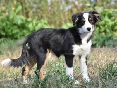 Les chiots de Berger Américain Miniature 