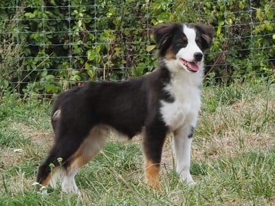 Les chiots de Berger Américain Miniature 