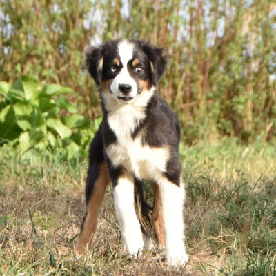 Les chiots de Berger Américain Miniature 