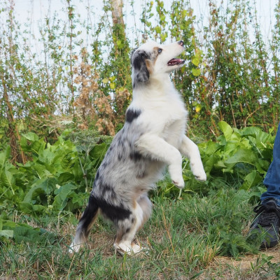 Les chiots de Berger Américain Miniature 