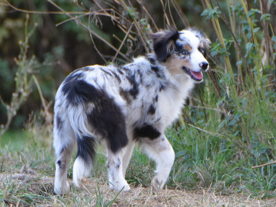 Les chiots de Berger Américain Miniature 