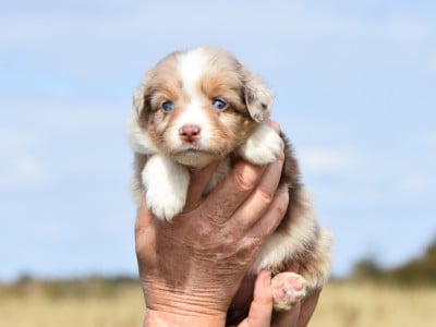 femelle rouge merle - Berger Américain Miniature 