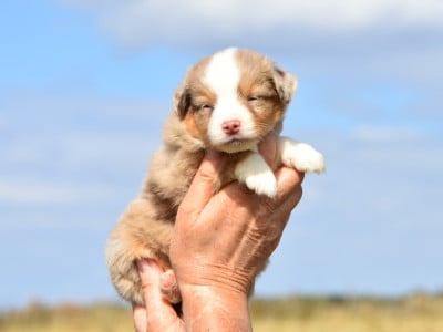 femelle rouge merle - Berger Américain Miniature 