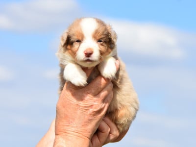 mâle rouge merle - Berger Américain Miniature 