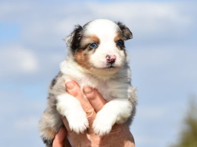 mâle bleu merle - Berger Américain Miniature 