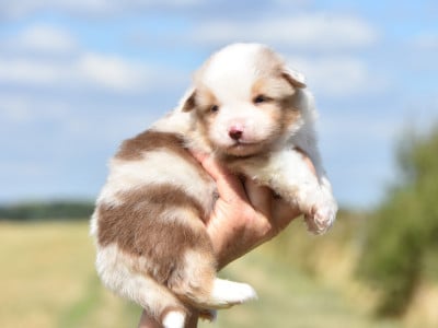 mâle rouge merle - Berger Américain Miniature 