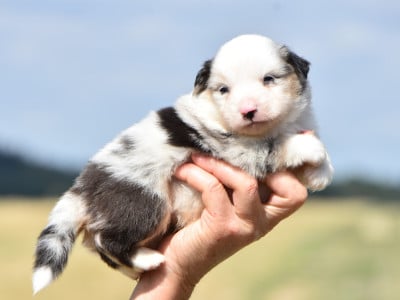 femelle bleue merle - Berger Américain Miniature 