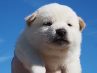 Les chiots de Shiba
