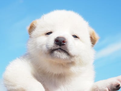 Les chiots de Shiba