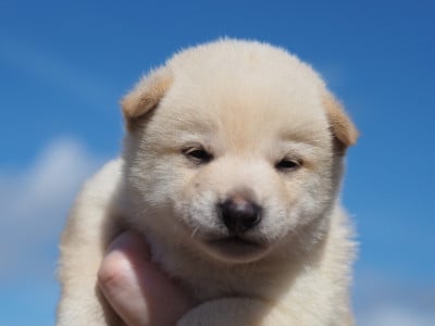 Les chiots de Shiba