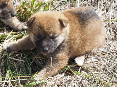 Les chiots de Shiba