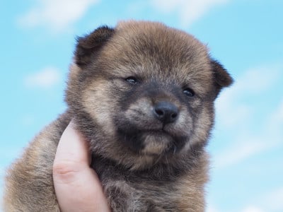 Les chiots de Shiba