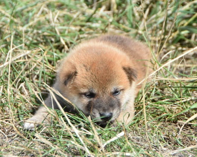 Les chiots de Shiba
