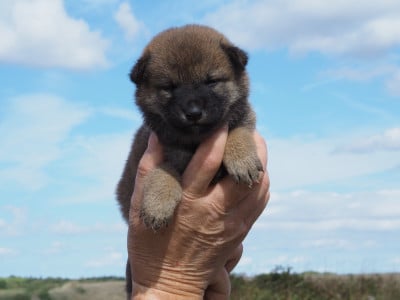 Les chiots de Shiba