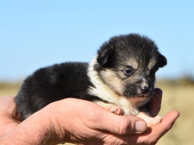 Les chiots de Welsh Corgi Pembroke