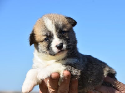 Les chiots de Welsh Corgi Pembroke