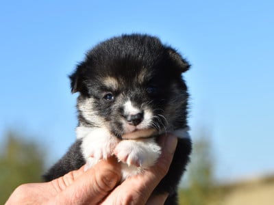 Les chiots de Welsh Corgi Pembroke
