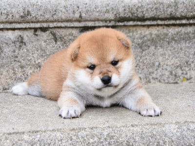 Les chiots de Shiba